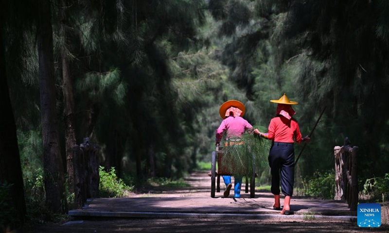 Chen Liying (R) and one of her fellow forest rangers walk among casuarina trees at the Xiaozuo Forest Farm in Hui'an County, southeast China's Fujian Province, Sept. 9, 2026. (Xinhua/Jiang Kehong)