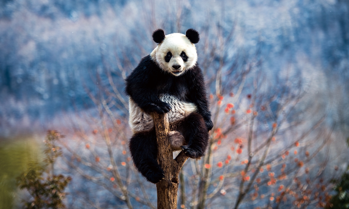 Located on the route of the Long March, the Jiajin Mountain area is a habitat for giant pandas. Photo: VCG