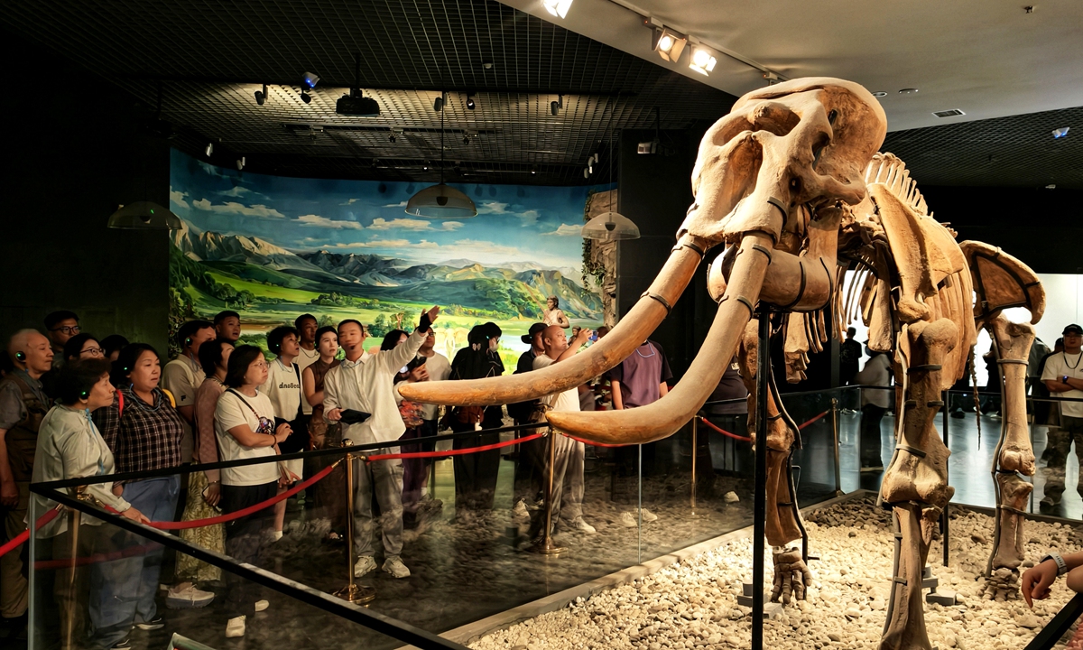Visitors view the fossil exhibit of a straight-tusked elephant (Palaeoloxodon) at the Luoyang Museum in Luoyang, Central China's Henan Province, on September 16, 2026. With the Mid-Autumn Festival and National Day holidays drawing near, visits to museums and cultural sites are booming in the ancient capital of Luoyang. Photo: VCG