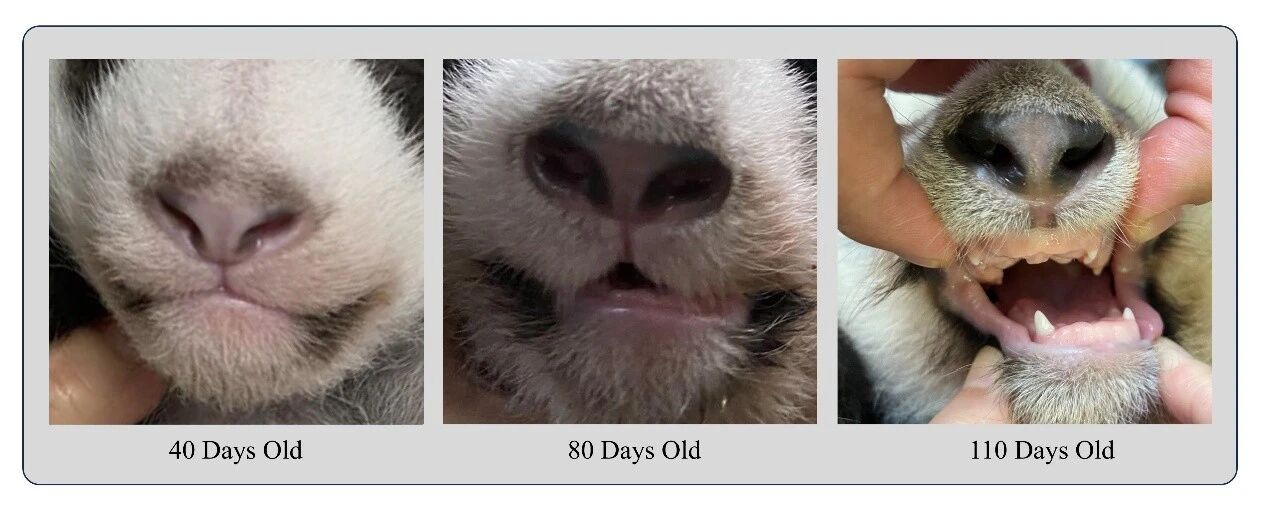 Stages of giant panda Bei Xia's orthodontic treatment to correct jaw asymmetry. Photo: WeChat account of China Medical Tribune's Stomatology Today 