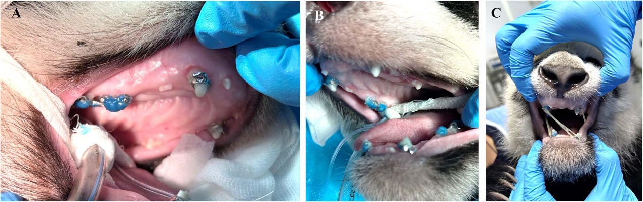 Stages of giant panda Bei Xia's orthodontic treatment to correct jaw asymmetry. Photo: WeChat account of China Medical Tribune's Stomatology Today 