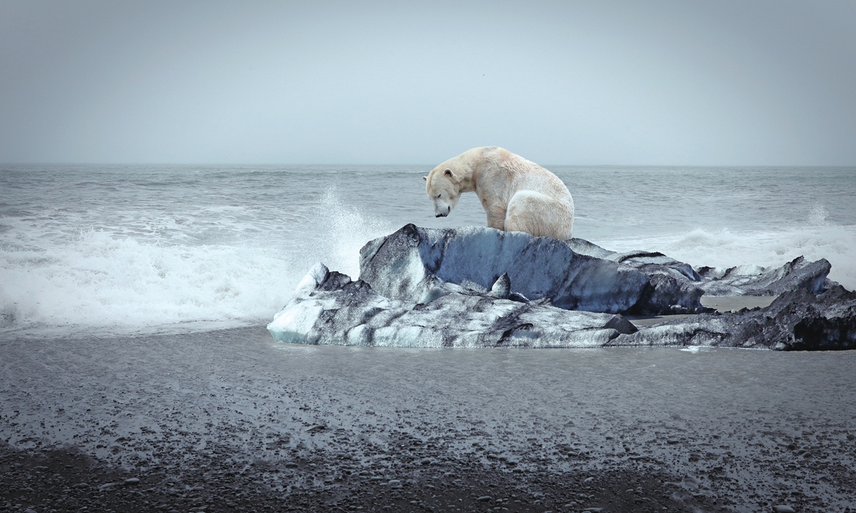 A polar bear rests beside the water.
