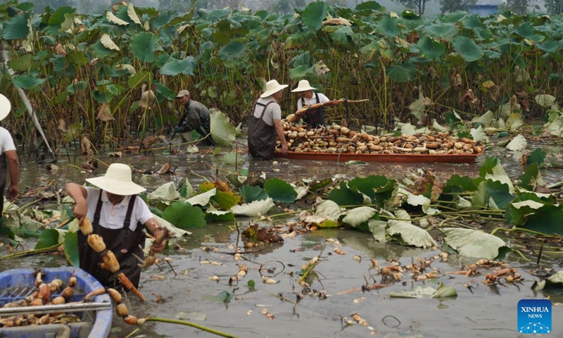People harvest lotus roots at a lotus root innovation base in Honghu City, central China's Hubei Province, Sept. 16, 2026. Honghu lotus root is a signature product of Hubei Province. In 2025, the lotus root cultivation area in Honghu City reached 225,000 mu (15,000 hectares), with a total output of 320,000 tonnes.