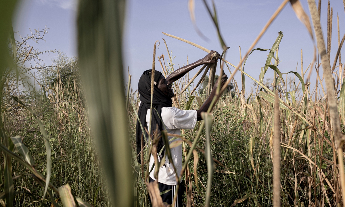 A farmer collects samples from his millet crops near Ndofane, Kaolack region, Senegal, on October 14, 2025.