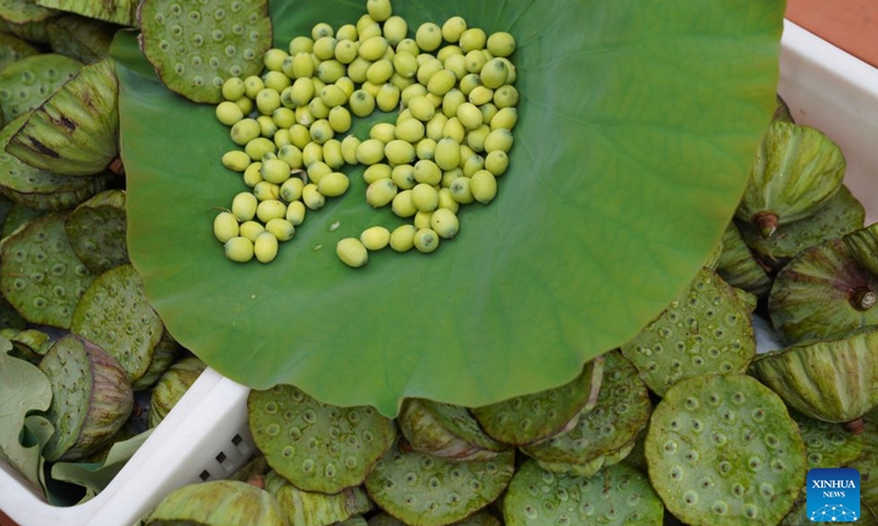 Lotus seeds are pictured at a lotus root innovation base in Honghu City, central China's Hubei Province, Sept. 16, 2026. Honghu lotus root is a signature product of Hubei Province. In 2025, the lotus root cultivation area in Honghu City reached 225,000 mu (15,000 hectares), with a total output of 320,000 tonnes.