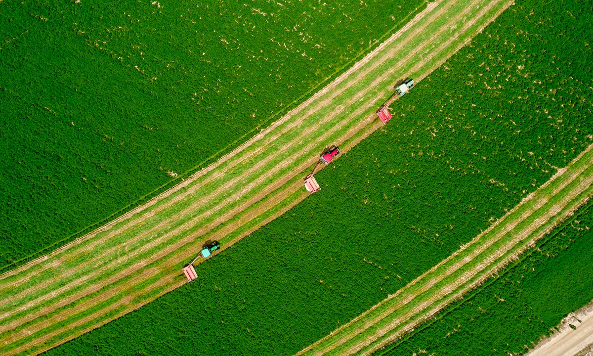 Harvesters reap crops in Luoshan, Northwest China's Ningxia Hui Autonomous Region. Photo: VCG