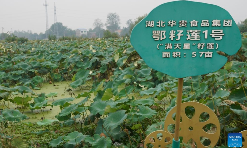 This photo taken on Sept. 16, 2026 shows an experimental field at a lotus root innovation base in Honghu City, central China's Hubei Province. Honghu lotus root is a signature product of Hubei Province. In 2025, the lotus root cultivation area in Honghu City reached 225,000 mu (15,000 hectares), with a total output of 320,000 tonnes.