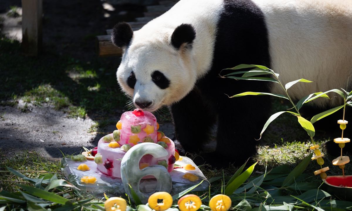 A giant panda enjoys a cake at the Madrid Zoo Aquarium on September 19, 2026, in Madrid, Spain. The Zoo is celebrating the birthday of Spain's pair of giant pandas, Jin Xi and Zhu Yu, who are turning 6. Photo: VCG