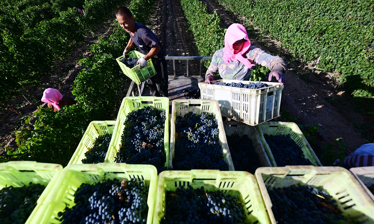 Local people pick and load grapes at a vineyard in Minning.  Photo: VCG