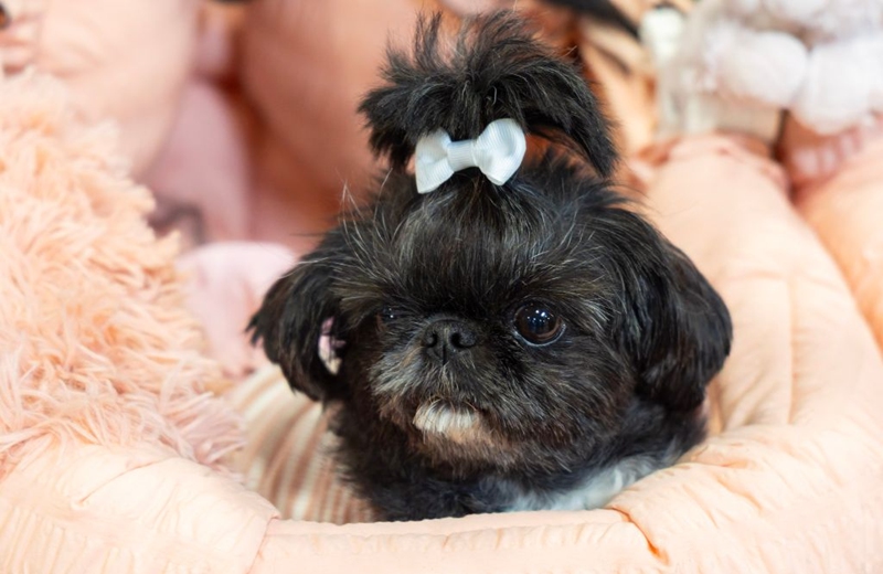 A pet dog is pictured during the 2026 Fall Canadian Pet Expo in Mississauga, Ontario, Canada, on Sept. 19, 2026. Featuring a pet marketplace, pet competitions and more, the annual event runs in Mississauga from Sept. 19 to 20. (Photo by Zou Zheng/Xinhua)