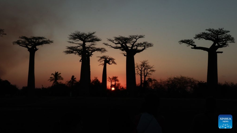 This photo taken on Sept. 18, 2026 shows baobab trees near the Avenue of the Baobabs in Morondava, Madagascar. The baobab is one of Madagascar's most iconic tree species. Known in Malagasy as Renala, meaning mother of the forest, it can store large amounts of water while its fruits, leaves and flowers provide rich nutrients. On the outskirts of Morondava, numerous baobab trees standing along the road form the distinctive Avenue of the Baobabs, attracting visitors from all over the world. (Xinhua/Chen Shaohua)
