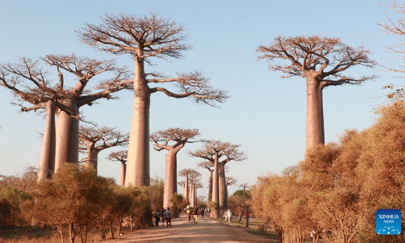 This photo taken on Sept. 19, 2026 shows baobab trees at the Avenue of the Baobabs in Morondava, Madagascar. The baobab is one of Madagascar's most iconic tree species. Known in Malagasy as Renala, meaning mother of the forest, it can store large amounts of water while its fruits, leaves and flowers provide rich nutrients. On the outskirts of Morondava, numerous baobab trees standing along the road form the distinctive Avenue of the Baobabs, attracting visitors from all over the world. (Xinhua/Chen Shaohua)