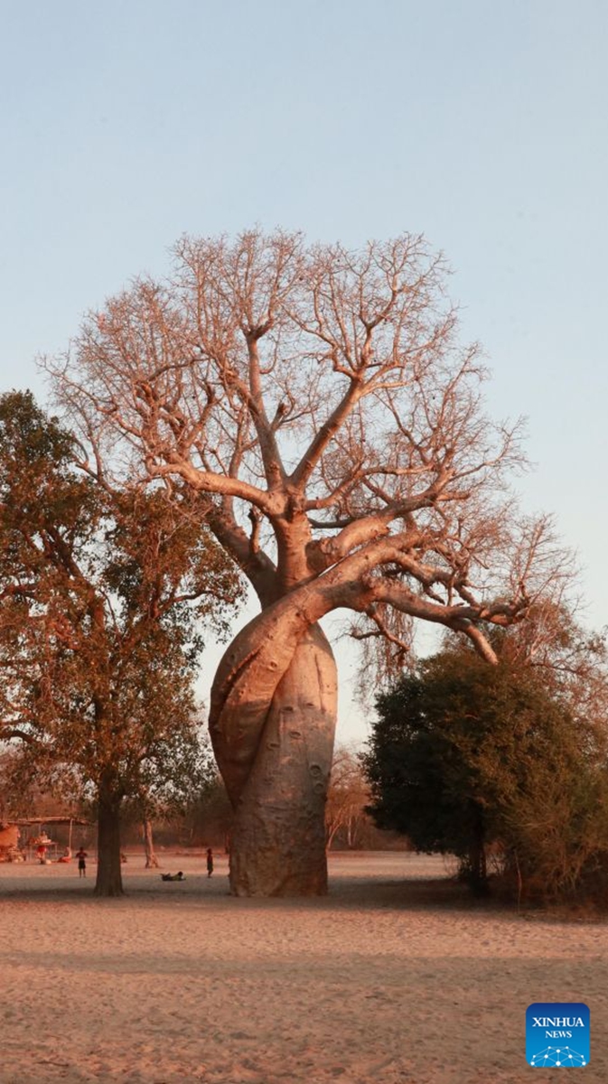 This photo taken on Sept. 17, 2026 shows a baobab tree near the Avenue of the Baobabs in Morondava, Madagascar. The baobab is one of Madagascar's most iconic tree species. Known in Malagasy as Renala, meaning mother of the forest, it can store large amounts of water while its fruits, leaves and flowers provide rich nutrients. On the outskirts of Morondava, numerous baobab trees standing along the road form the distinctive Avenue of the Baobabs, attracting visitors from all over the world. (Xinhua/Chen Shaohua)