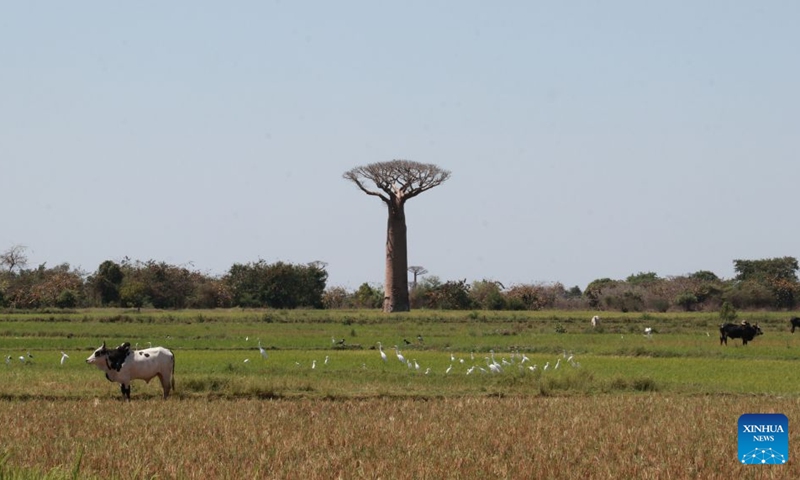 This photo taken on Sept. 17, 2026 shows a baobab tree near the Avenue of the Baobabs in Morondava, Madagascar. The baobab is one of Madagascar's most iconic tree species. Known in Malagasy as Renala, meaning mother of the forest, it can store large amounts of water while its fruits, leaves and flowers provide rich nutrients. On the outskirts of Morondava, numerous baobab trees standing along the road form the distinctive Avenue of the Baobabs, attracting visitors from all over the world. (Xinhua/Chen Shaohua)