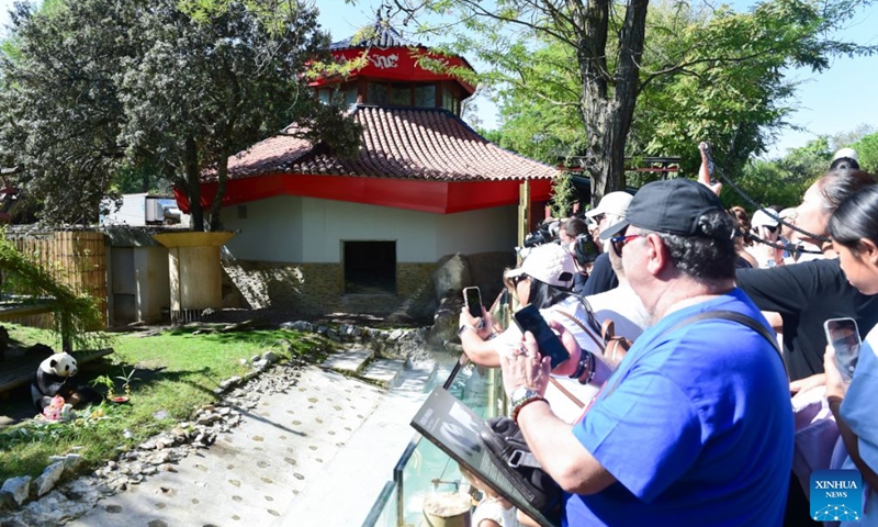 Visitors watch giant panda Zhu Yu eating her birthday cake at Madrid Zoo in Madrid, Spain, on Sept. 19, 2026. The sixth birthday party of the giant panda couple Jin Xi and Zhu Yu was held here on Saturday. (Photo by Gustavo Valiente/Xinhua)