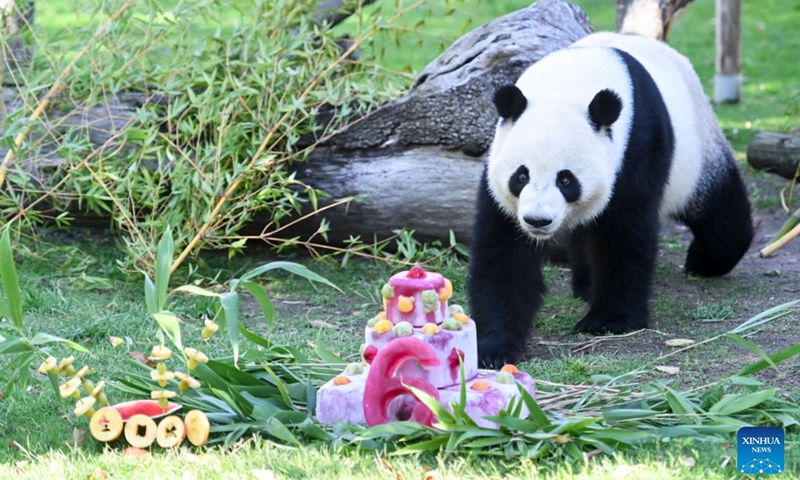 Giant panda Jin Xi walks towards his birthday cake at Madrid Zoo, in Madrid, Spain, on Sept. 19, 2026. The sixth birthday party of the giant panda couple Jin Xi and Zhu Yu was held here on Saturday. (Photo by Gustavo Valiente/Xinhua)