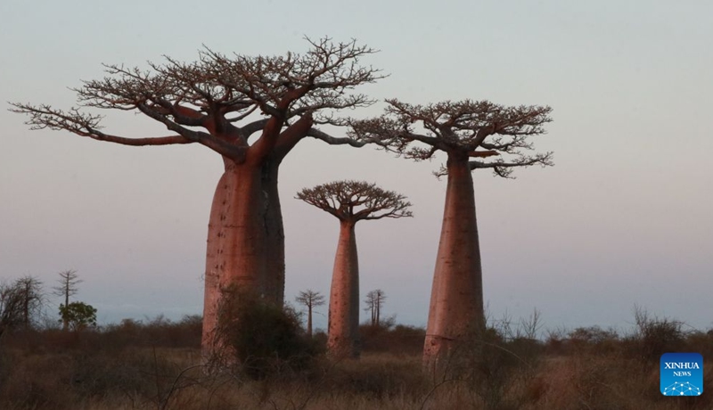 This photo taken on Sept. 17, 2026 shows baobab trees near the Avenue of the Baobabs in Morondava, Madagascar. The baobab is one of Madagascar's most iconic tree species. Known in Malagasy as Renala, meaning mother of the forest, it can store large amounts of water while its fruits, leaves and flowers provide rich nutrients. On the outskirts of Morondava, numerous baobab trees standing along the road form the distinctive Avenue of the Baobabs, attracting visitors from all over the world. (Xinhua/Chen Shaohua)