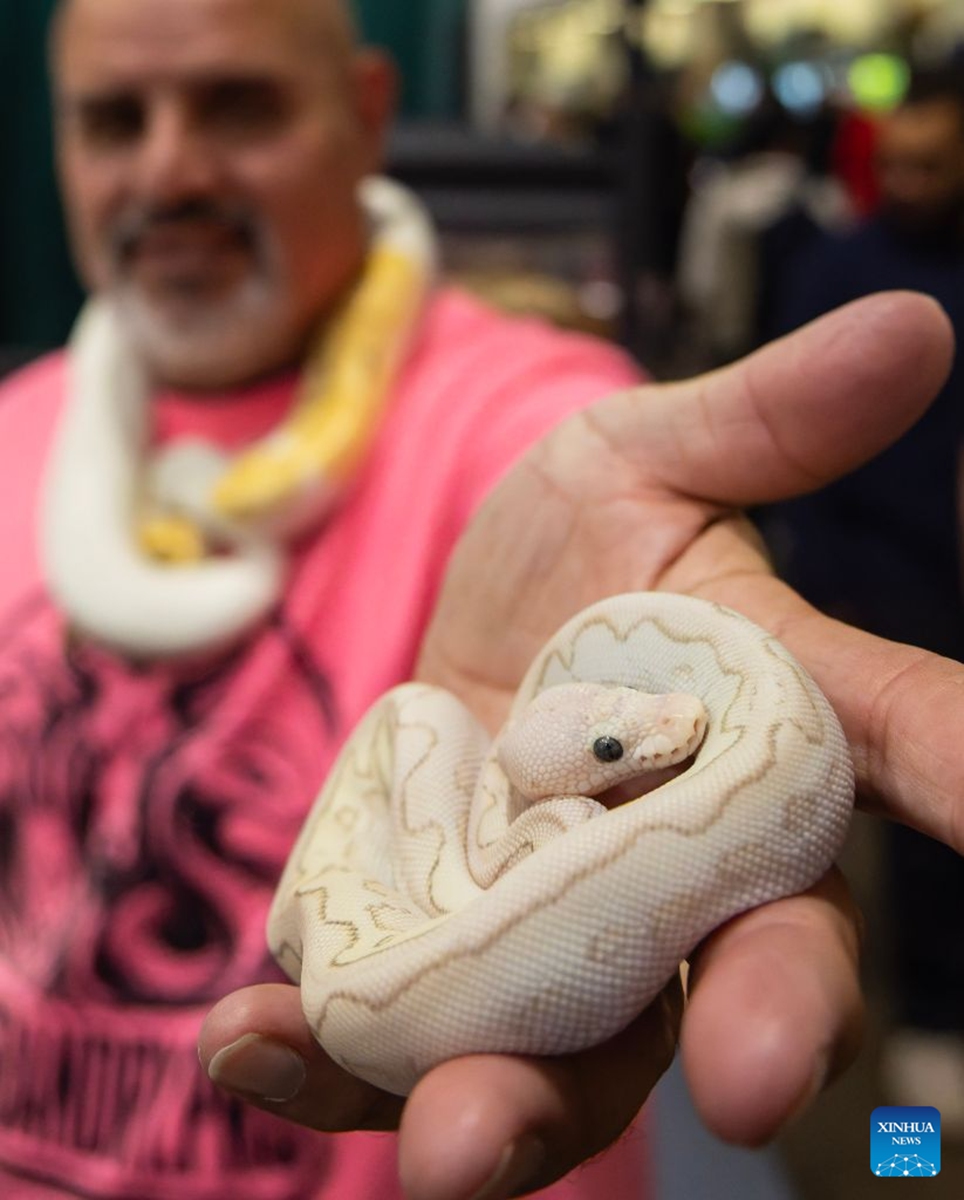 A man shows a pet snake during the 2026 Fall Canadian Pet Expo in Mississauga, Ontario, Canada, on Sept. 19, 2026. Featuring a pet marketplace, pet competitions and more, the annual event runs in Mississauga from Sept. 19 to 20. (Photo by Zou Zheng/Xinhua)