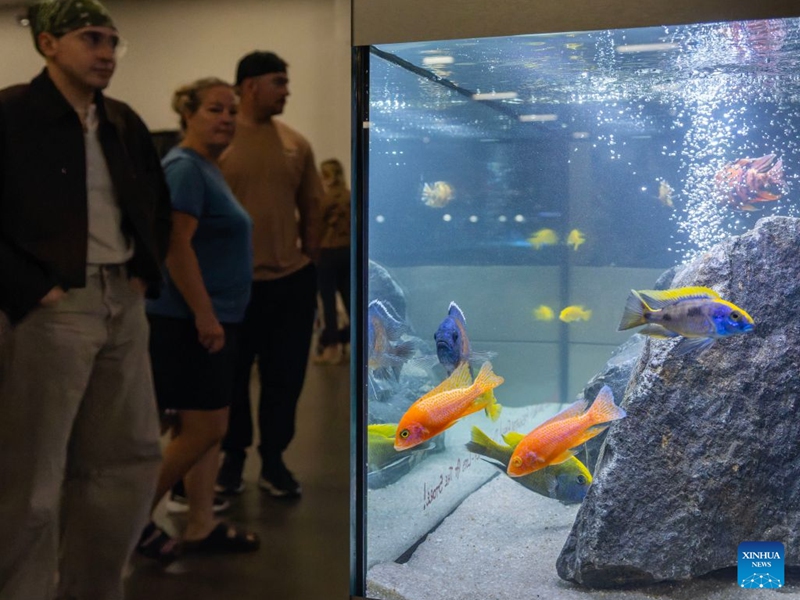 People view fish in a display tank during the 2026 Fall Canadian Pet Expo in Mississauga, Ontario, Canada, on Sept. 19, 2026. Featuring a pet marketplace, pet competitions and more, the annual event runs in Mississauga from Sept. 19 to 20. (Photo by Zou Zheng/Xinhua)