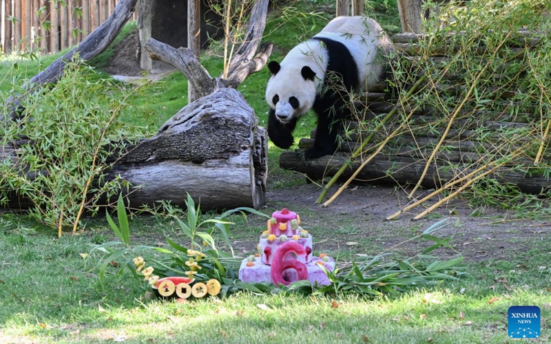 Giant panda Jin Xi walks towards his birthday cake at Madrid Zoo in Madrid, Spain, on Sept. 19, 2026. The sixth birthday party of the giant panda couple Jin Xi and Zhu Yu was held here on Saturday. (Xinhua/Cheng Min)