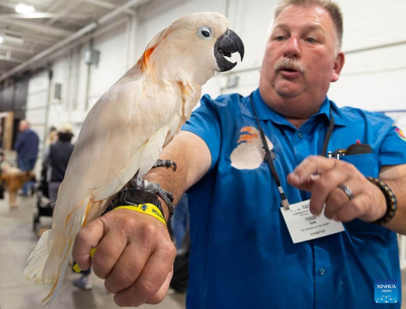 A breeder displays a salmon-crested cockatoo during the 2026 Fall Canadian Pet Expo in Mississauga, Ontario, Canada, on Sept. 19, 2026. Featuring a pet marketplace, pet competitions and more, the annual event runs in Mississauga from Sept. 19 to 20. (Photo by Zou Zheng/Xinhua)