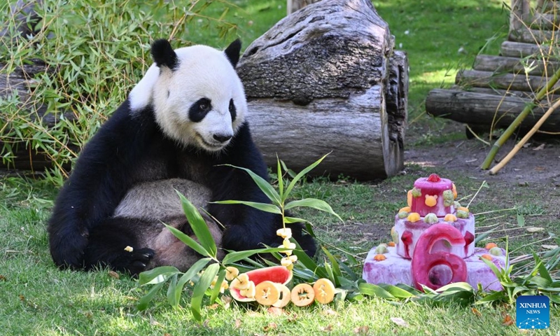 Giant panda Jin Xi eats his birthday cake at Madrid Zoo in Madrid, Spain, on Sept. 19, 2026. The sixth birthday party of the giant panda couple Jin Xi and Zhu Yu was held here on Saturday. (Xinhua/Cheng Min)