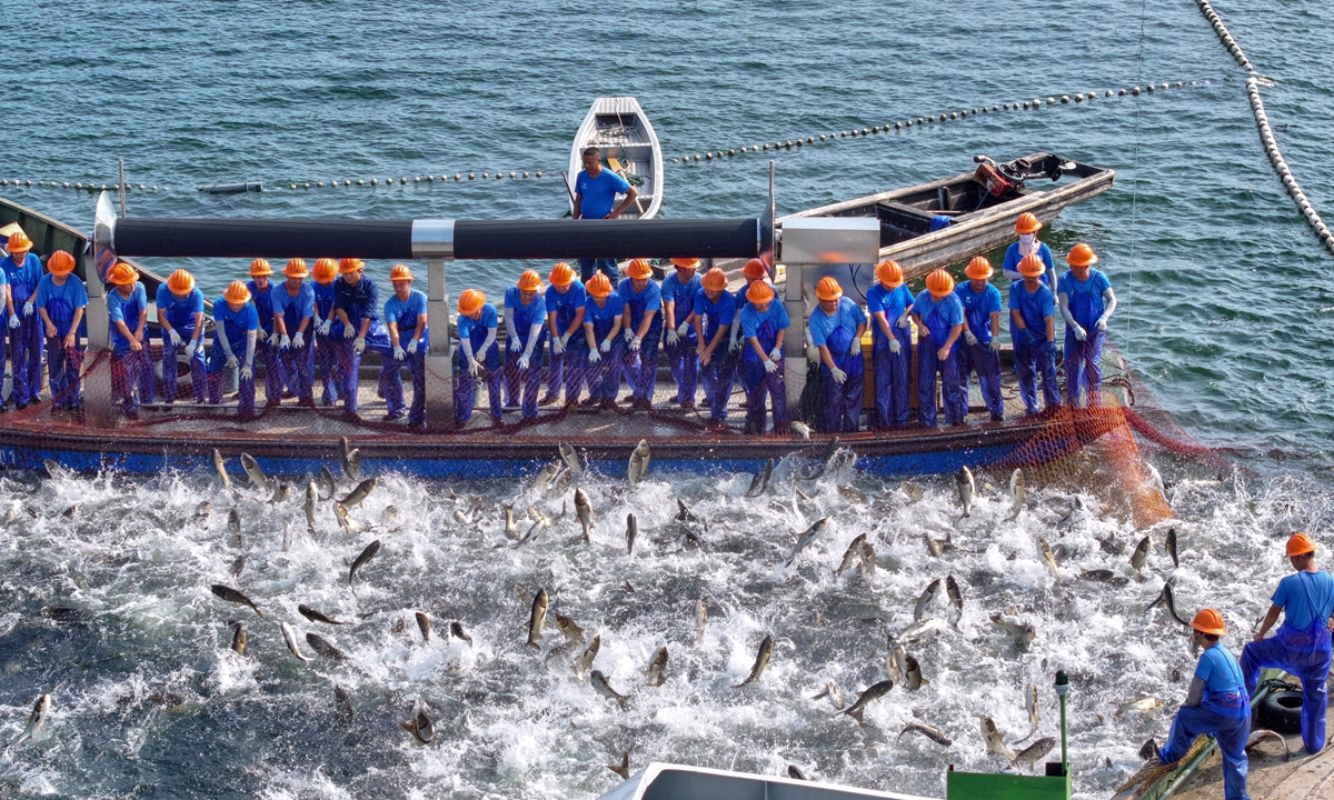 The autumn large-net fishing season kicked off in the waters near the Qiandaohu Bridge in Hangzhou, East China's Zhejiang Province, on September 20, 2026, with the first haul yielding 35,000 kilograms of silver carp and bighead carp. Local authorities carried out science-based ecological fishing to improve water quality. Photo: VCG