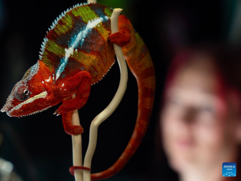A chameleon is pictured during the 2026 Fall Canadian Pet Expo in Mississauga, Ontario, Canada, on Sept. 19, 2026. Featuring a pet marketplace, pet competitions and more, the annual event runs in Mississauga from Sept. 19 to 20. (Photo by Zou Zheng/Xinhua)