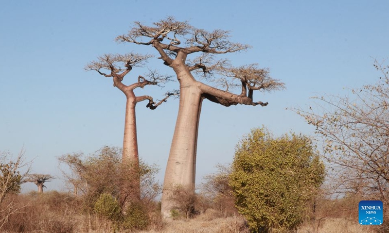 This photo taken on Sept. 18, 2026 shows baobab trees near the Avenue of the Baobabs in Morondava, Madagascar. The baobab is one of Madagascar's most iconic tree species. Known in Malagasy as Renala, meaning mother of the forest, it can store large amounts of water while its fruits, leaves and flowers provide rich nutrients. On the outskirts of Morondava, numerous baobab trees standing along the road form the distinctive Avenue of the Baobabs, attracting visitors from all over the world. (Xinhua/Chen Shaohua)