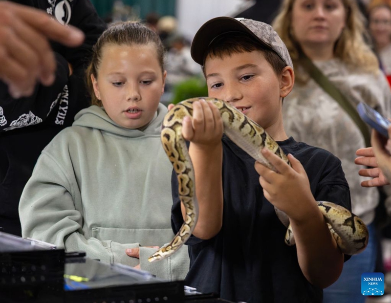A child views a pet snake during the 2026 Fall Canadian Pet Expo in Mississauga, Ontario, Canada, on Sept. 19, 2026. Featuring a pet marketplace, pet competitions and more, the annual event runs in Mississauga from Sept. 19 to 20. (Photo by Zou Zheng/Xinhua)