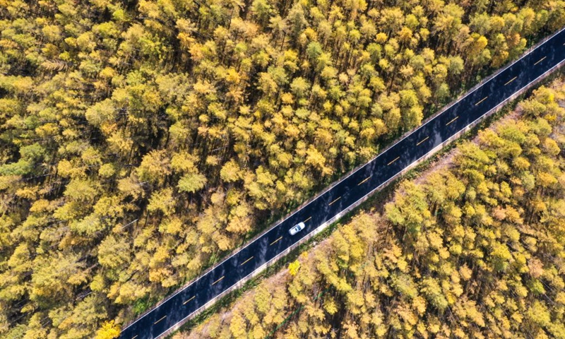 An aerial drone photo taken on Sept. 27, 2025 shows the scenery along the G331 national highway in Antu County, northeast China's Jilin Province. (Xinhua/Zhang Nan)