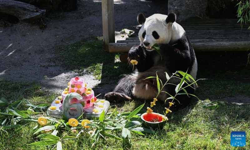 Giant panda Zhu Yu eats her birthday cake at Madrid Zoo in Madrid, Spain, on Sept. 19, 2026. The sixth birthday party of the giant panda couple Jin Xi and Zhu Yu was held here on Saturday. (Xinhua/Cheng Min)