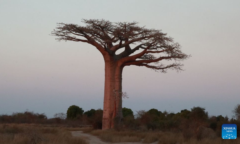 This photo taken on Sept. 17, 2026 shows a baobab tree near the Avenue of the Baobabs in Morondava, Madagascar. The baobab is one of Madagascar's most iconic tree species. Known in Malagasy as Renala, meaning mother of the forest, it can store large amounts of water while its fruits, leaves and flowers provide rich nutrients. On the outskirts of Morondava, numerous baobab trees standing along the road form the distinctive Avenue of the Baobabs, attracting visitors from all over the world. (Xinhua/Chen Shaohua)