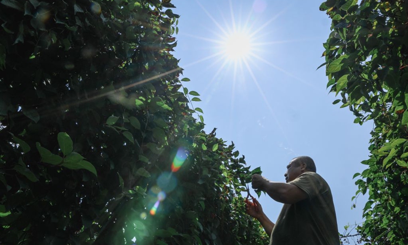 A villager checks the growth of Chinese magnoliavine (whose fruits are used as herbal medicine) at Xianrendong Village of Sandaogou Town of Baishan City, northeast China's Jilin Province, Aug. 19, 2026. (Xinhua/Xu Chang)
