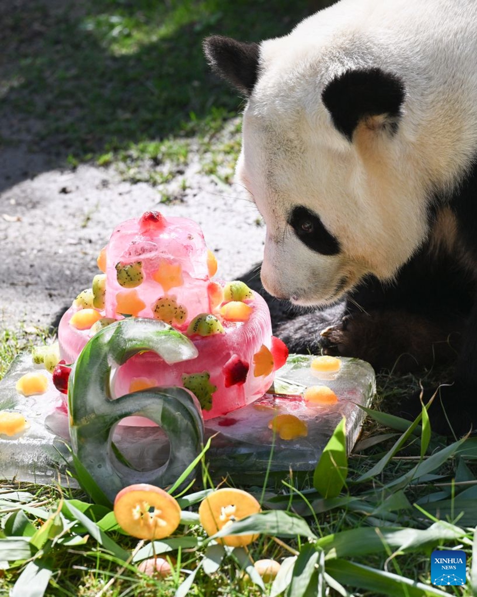 Giant panda Zhu Yu eats her birthday cake at Madrid Zoo in Madrid, Spain, on Sept. 19, 2026. The sixth birthday party of the giant panda couple Jin Xi and Zhu Yu was held here on Saturday. (Xinhua/Cheng Min)