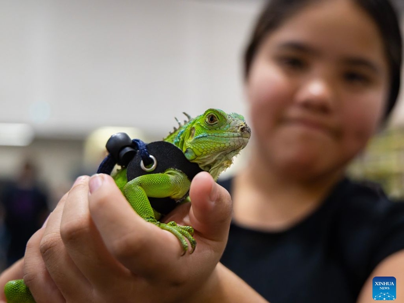 A girl shows a pet lizard wearing a harness during the 2026 Fall Canadian Pet Expo in Mississauga, Ontario, Canada, on Sept. 19, 2026. Featuring a pet marketplace, pet competitions and more, the annual event runs in Mississauga from Sept. 19 to 20. (Photo by Zou Zheng/Xinhua)