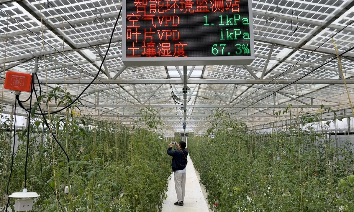 globaltimes.cn - Chen Zishuai in Ningxia - GT on the spot: Ningxia's smart greenhouse technology takes root in Arab markets