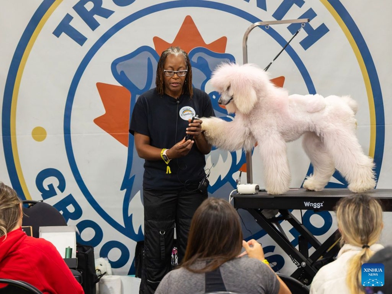 People attend a pet dog grooming class during the 2026 Fall Canadian Pet Expo in Mississauga, Ontario, Canada, on Sept. 19, 2026. Featuring a pet marketplace, pet competitions and more, the annual event runs in Mississauga from Sept. 19 to 20. (Photo by Zou Zheng/Xinhua)