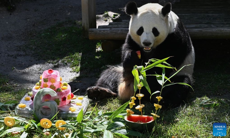 Giant panda Zhu Yu eats her birthday cake at Madrid Zoo in Madrid, Spain, on Sept. 19, 2026. The sixth birthday party of the giant panda couple Jin Xi and Zhu Yu was held here on Saturday. (Xinhua/Cheng Min)