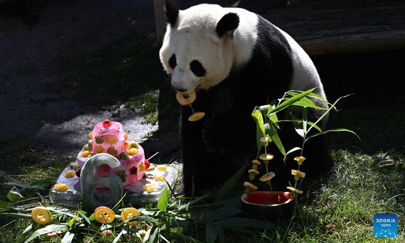 Giant panda Zhu Yu eats her birthday cake at Madrid Zoo in Madrid, Spain, on Sept. 19, 2026. The sixth birthday party of the giant panda couple Jin Xi and Zhu Yu was held here on Saturday. (Xinhua/Cheng Min)
