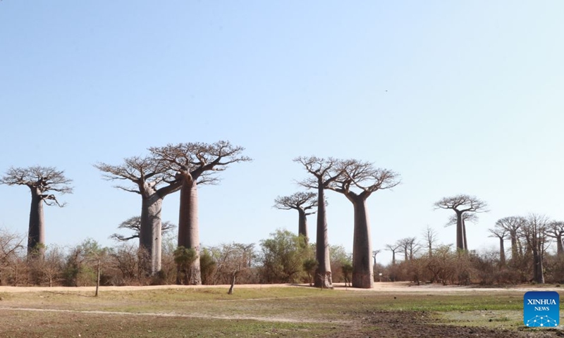 This photo taken on Sept. 17, 2026 shows baobab trees near the Avenue of the Baobabs in Morondava, Madagascar. The baobab is one of Madagascar's most iconic tree species. Known in Malagasy as Renala, meaning mother of the forest, it can store large amounts of water while its fruits, leaves and flowers provide rich nutrients. On the outskirts of Morondava, numerous baobab trees standing along the road form the distinctive Avenue of the Baobabs, attracting visitors from all over the world. (Xinhua/Chen Shaohua)