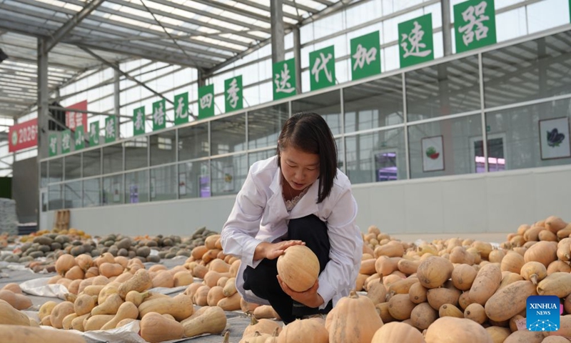 A staff member selects pumpkins at Taijin Seed Industry Co., Ltd. in Pingluo County, northwest China's Ningxia Hui Autonomous Region, Sept. 20, 2026. Pingluo County has emerged as a major seed production hub, benefiting from abundant sunlight, wide day-night temperature variations and well-developed agricultural infrastructure.(Xinhua/Liu Hai)