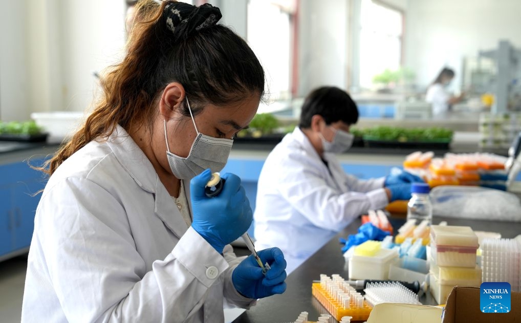 Research staff conduct DNA extraction at Taijin Seed Industry Co., Ltd. in Pingluo County, northwest China's Ningxia Hui Autonomous Region, Sept. 20, 2026. Pingluo County has emerged as a major seed production hub, benefiting from abundant sunlight, wide day-night temperature variations and well-developed agricultural infrastructure. (Xinhua/Liu Hai)