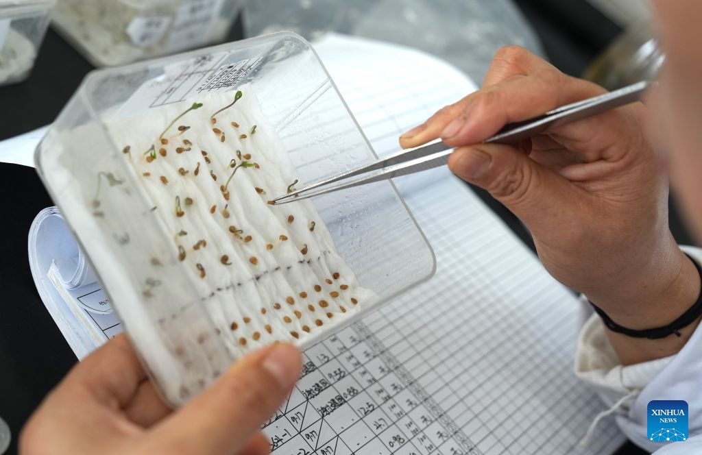 A staff member checks seed germination status at Taijin Seed Industry Co., Ltd. in Pingluo County, northwest China's Ningxia Hui Autonomous Region, Sept. 20, 2026. Pingluo County has emerged as a major seed production hub, benefiting from abundant sunlight, wide day-night temperature variations and well-developed agricultural infrastructure.(Xinhua/Liu Hai)