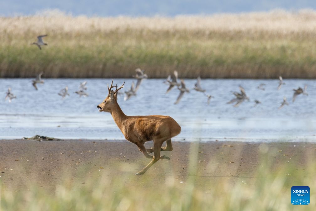 This photo taken on Sept. 19, 2026 shows the scenery in the Khasan district of Primorsky Krai in the Russian Far East. The Khasan district boasts unique and beautiful natural scenery and is home to several nature reserves and national parks. (Photo by Andrey Matveenko/Xinhua)