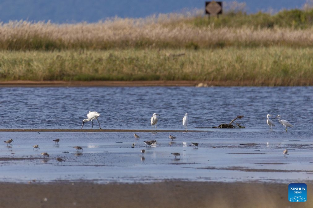 Birds are seen in the Khasan district of Primorsky Krai in the Russian Far East, Sept. 19, 2026. The Khasan district boasts unique and beautiful natural scenery and is home to several nature reserves and national parks. (Photo by Andrey Matveenko/Xinhua)