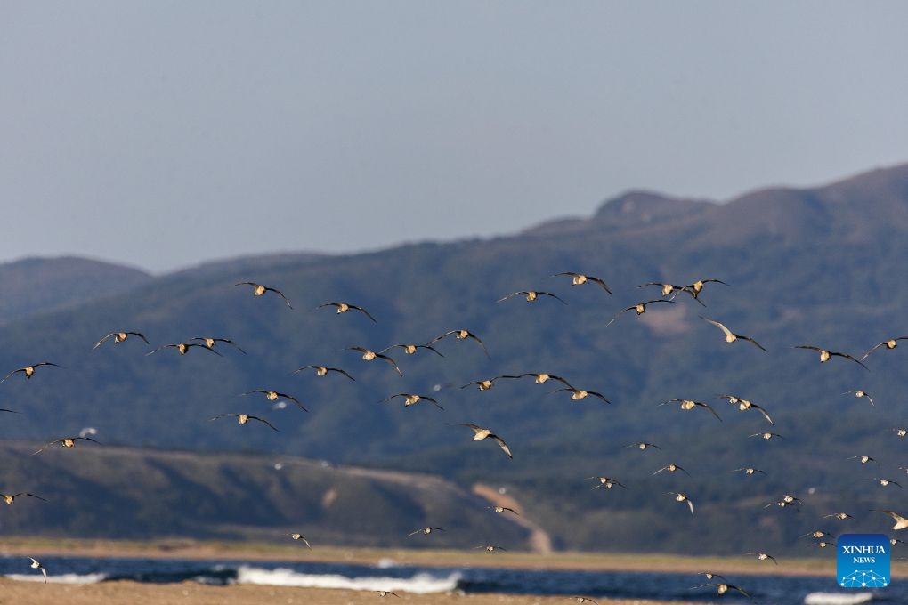 Birds are seen in the Khasan district of Primorsky Krai in the Russian Far East, Sept. 19, 2026. The Khasan district boasts unique and beautiful natural scenery and is home to several nature reserves and national parks. (Photo by Andrey Matveenko/Xinhua)