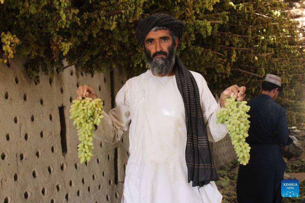 A farmer presents fresh grapes to be processed in a drying room in Kandahar, Afghanistan, Aug. 27, 2026. (Photo by Argand/Xinhua)