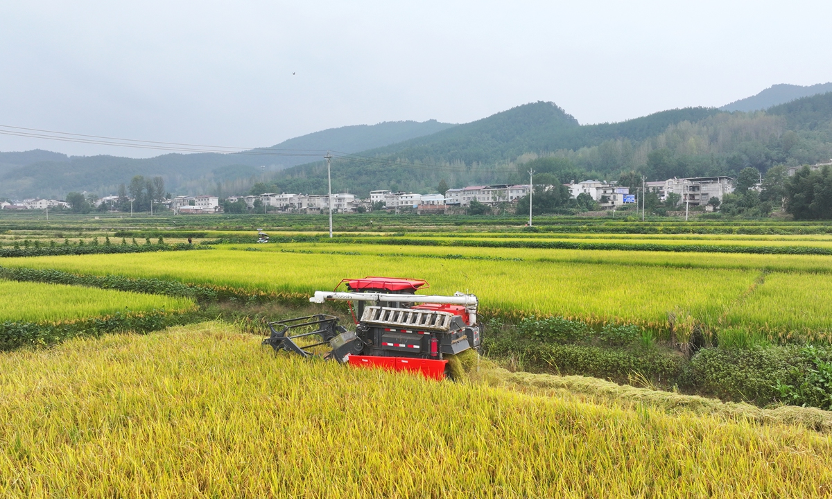A grain grower operates a combine harvester in high-quality rice fields in the Baiheguan irrigation area in Baihe town, Shiyan, Central China's Hubei Province, on September 23, 2026. Photo: VCG