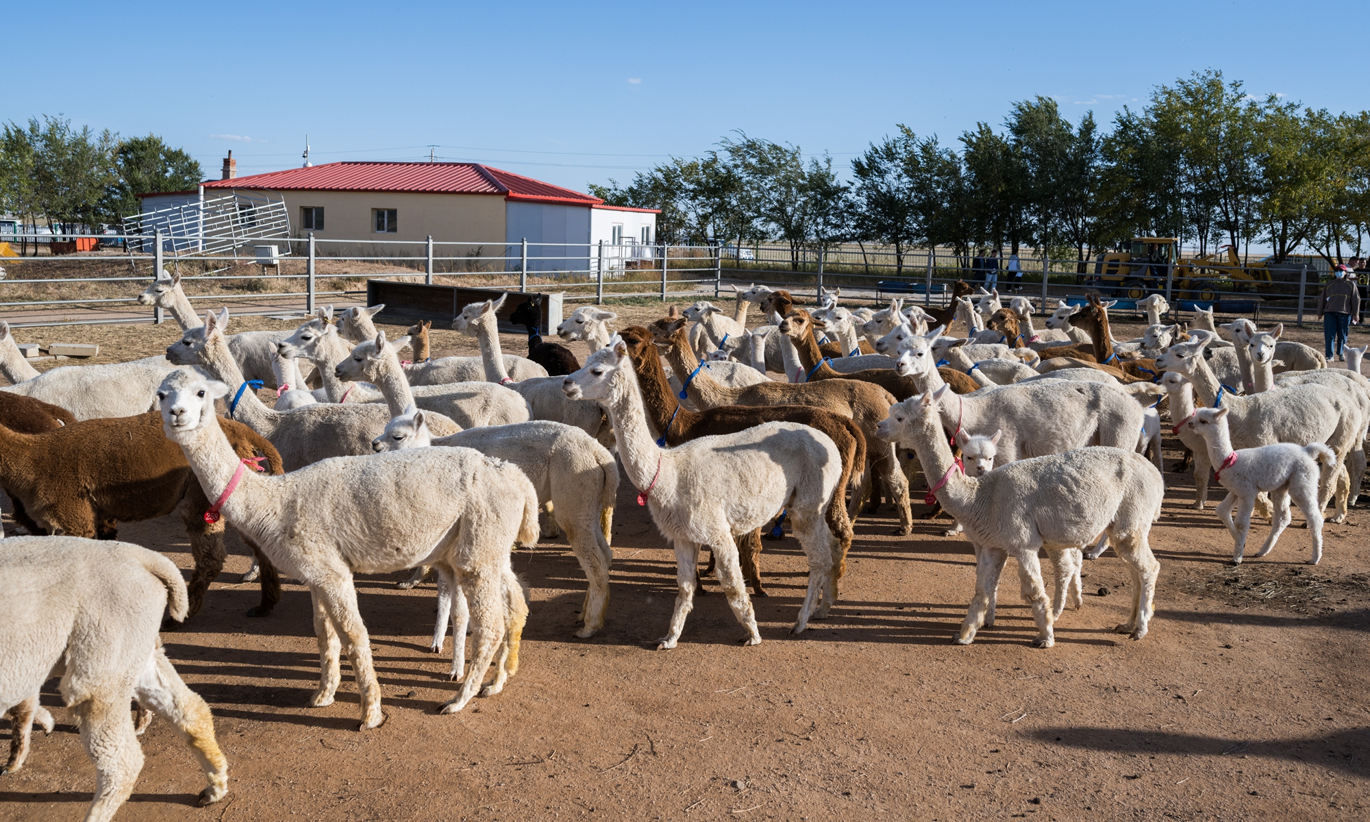 A visit to China's largest alpaca breeding base. Photo: Chen Tao/GT